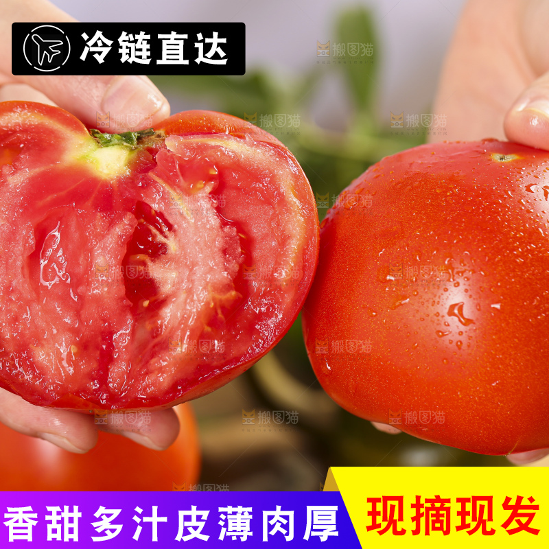 手里拿着米易沙瓤西红柿