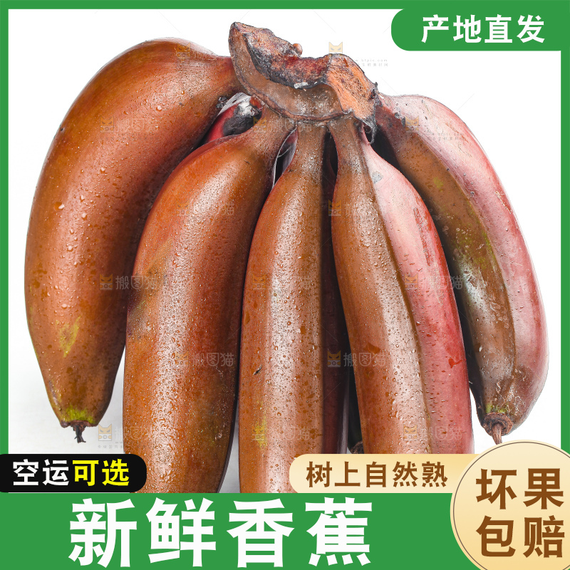 白底上的红皮美人蕉