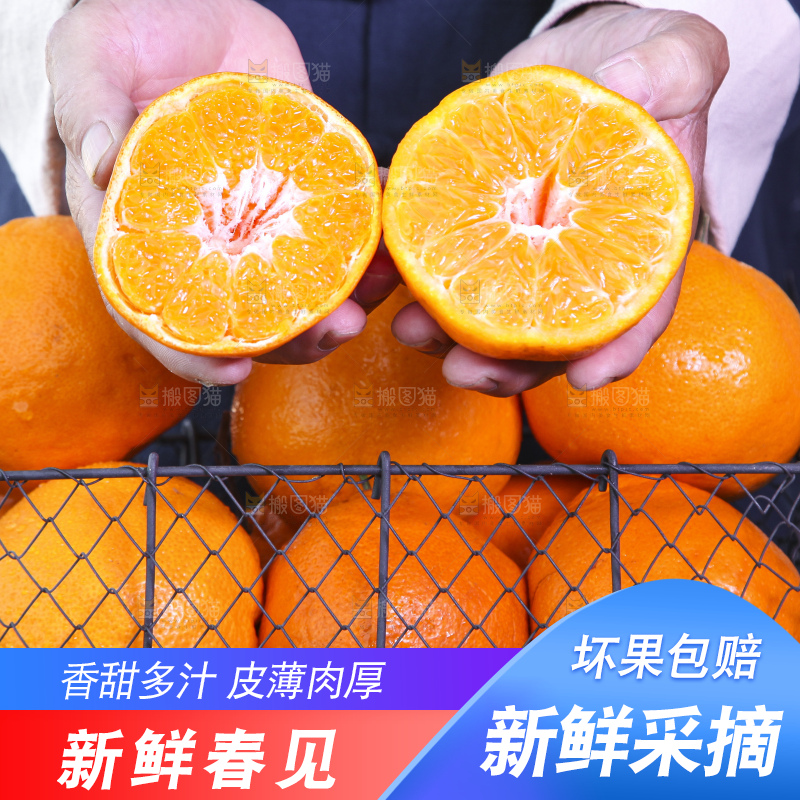 草地上放着一筐四川春见耙耙柑