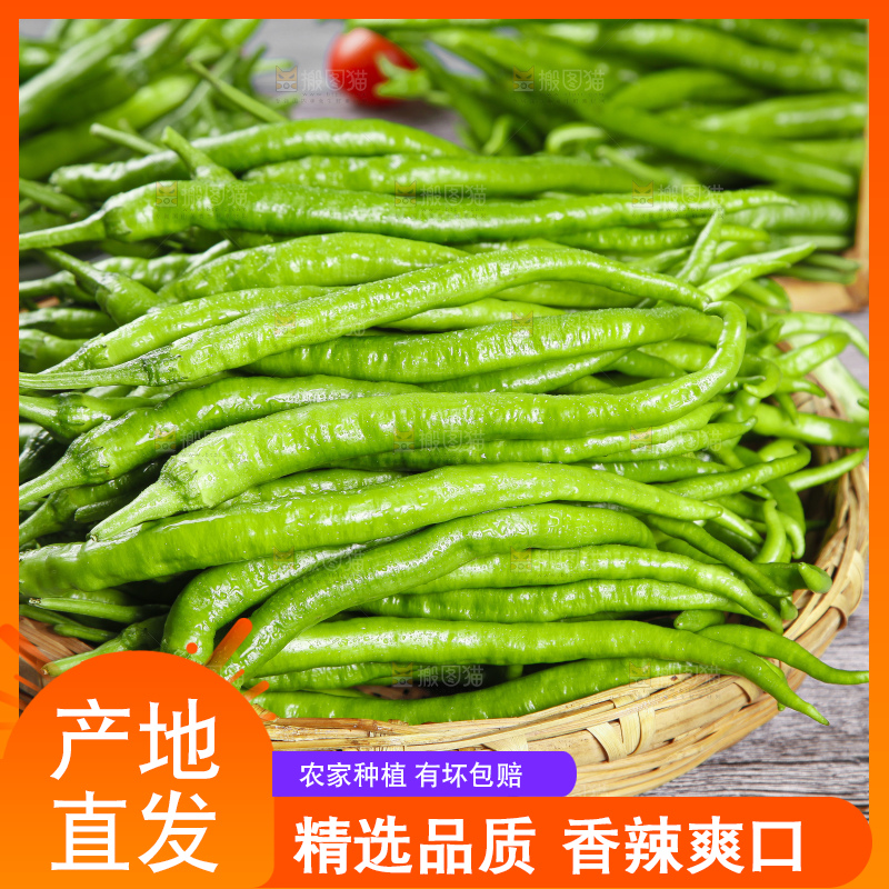 篮子里装着广西新鲜线椒