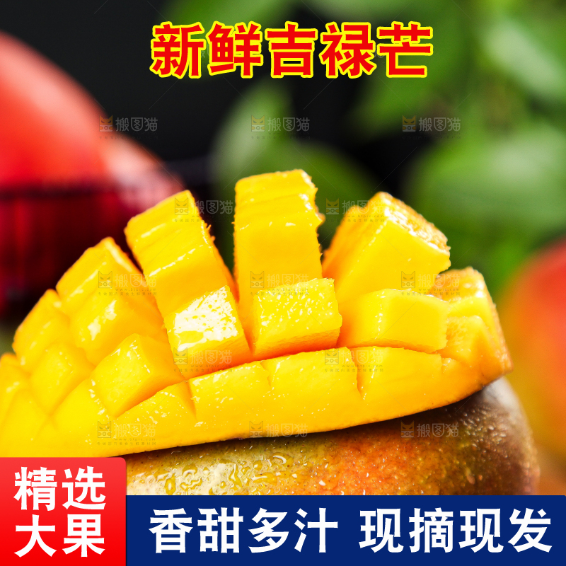 黑石板上的四川吉禄芒