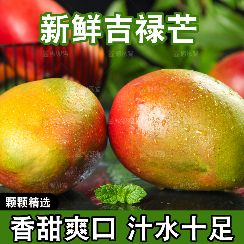 黑石板上的四川吉禄芒