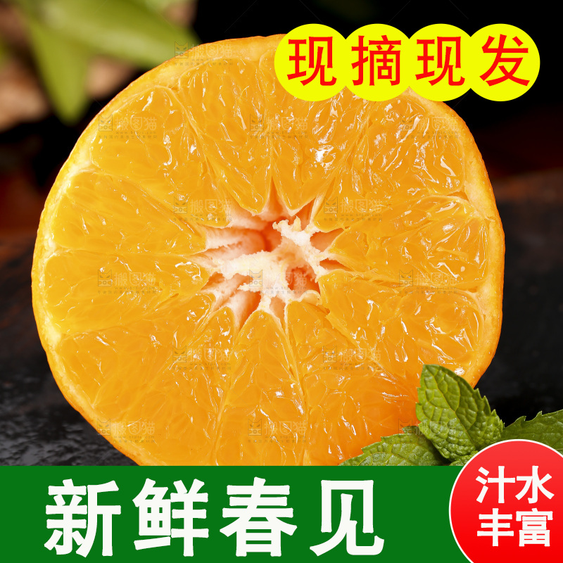 石板上摆放着四川春见耙耙柑