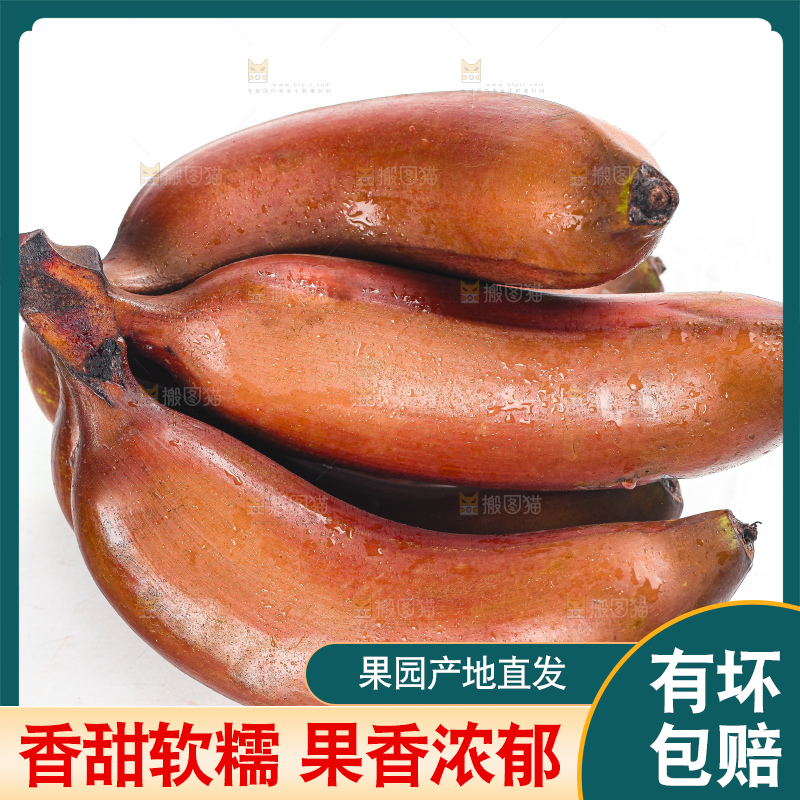 白底上的红皮美人蕉