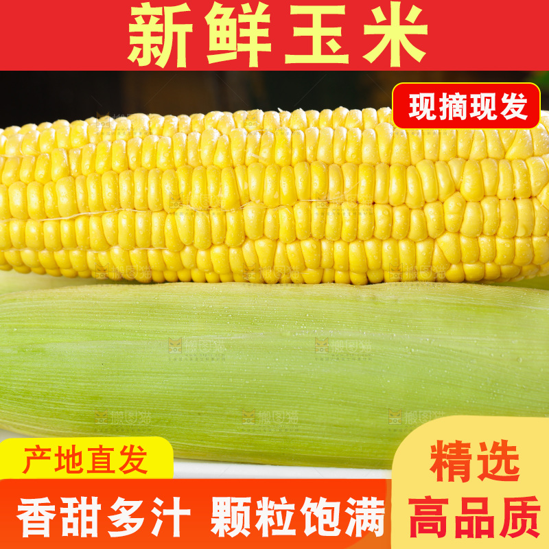 黑石板上的东北玉米