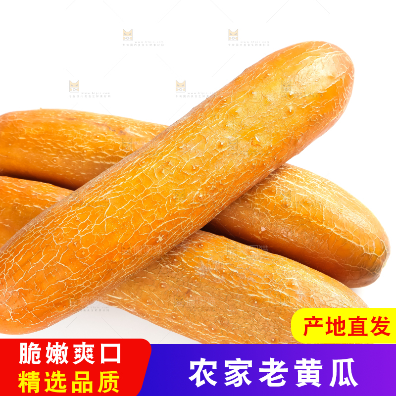 白底上的新鲜老黄瓜