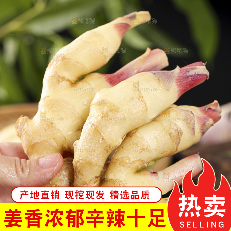 手里拿着红芽姜