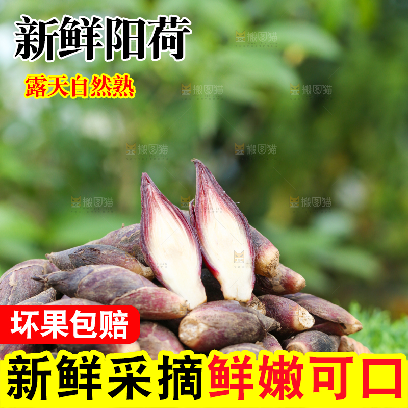篮子里装着阳荷