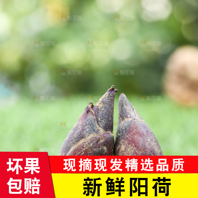 绿草地上摆放着阳荷