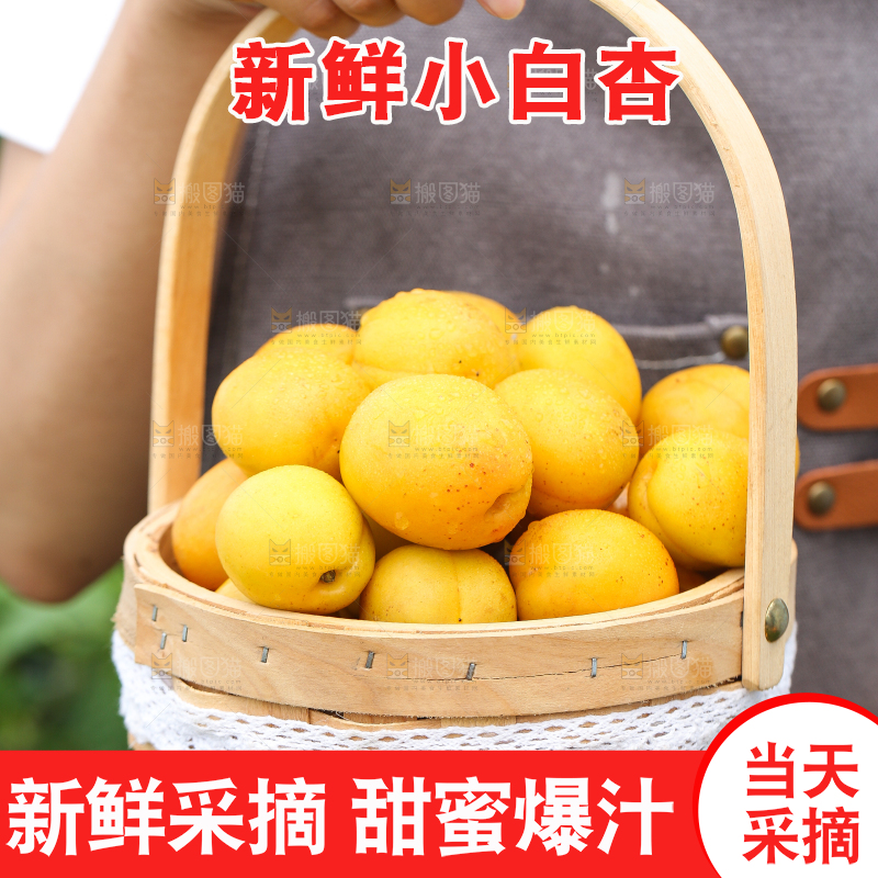 手里拿着一篮库车小白杏