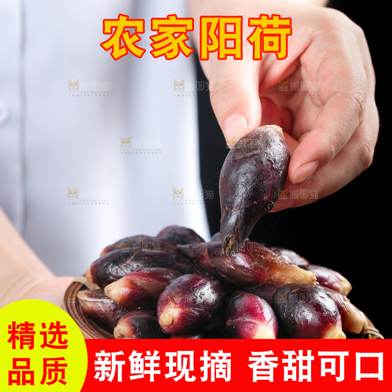 手里拿着一篮野生阳荷姜