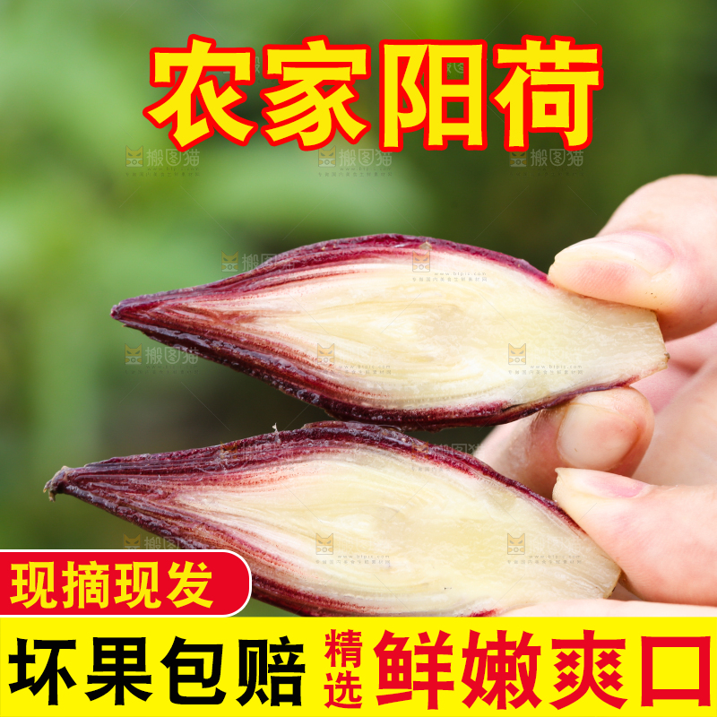 手里拿着新鲜阳荷姜