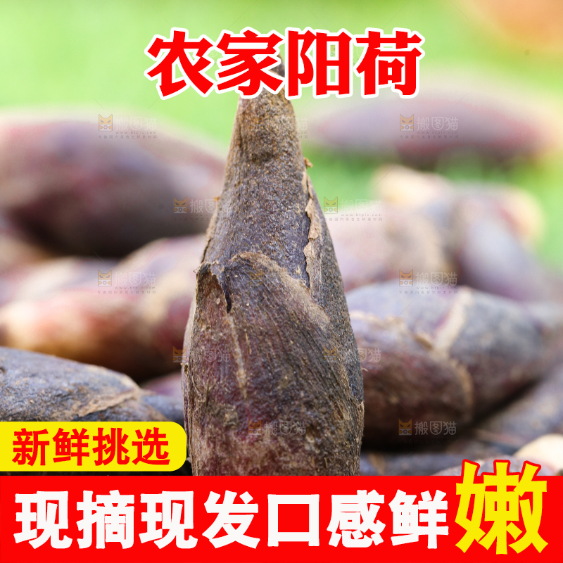 绿草地上摆放着阳荷
