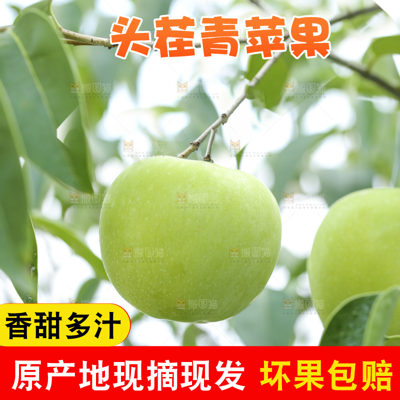 树枝上的青苹果