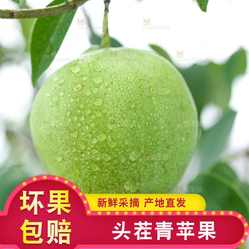 树枝上的青苹果