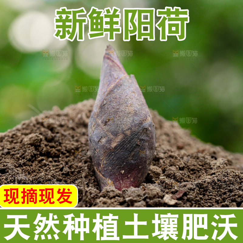 土堆上的阳荷姜