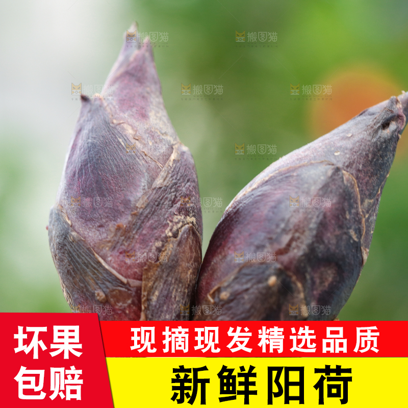 手里拿着新鲜阳荷姜