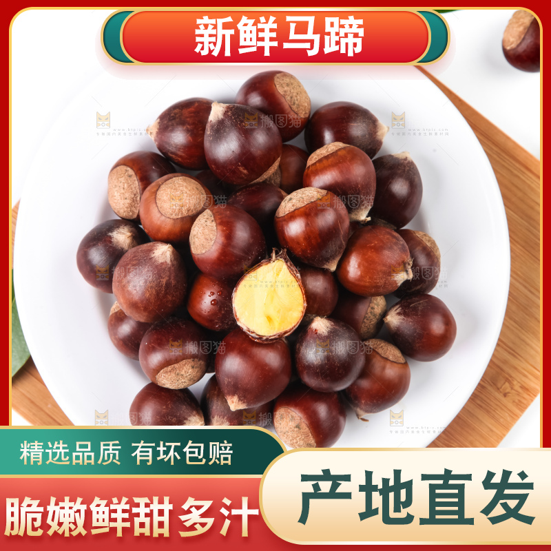 浅底上的马蹄果