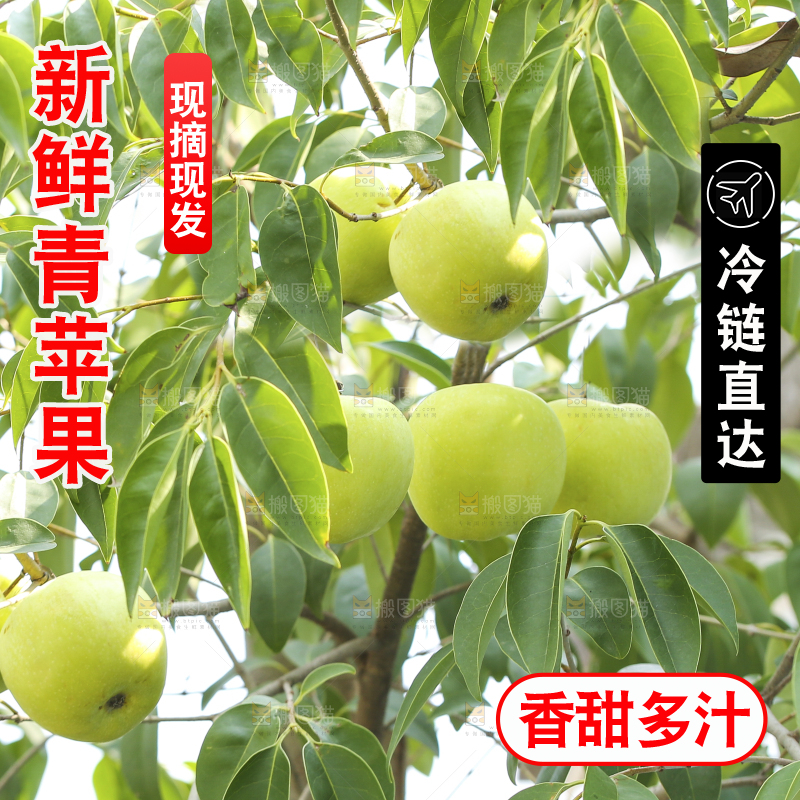 树枝上的青苹果