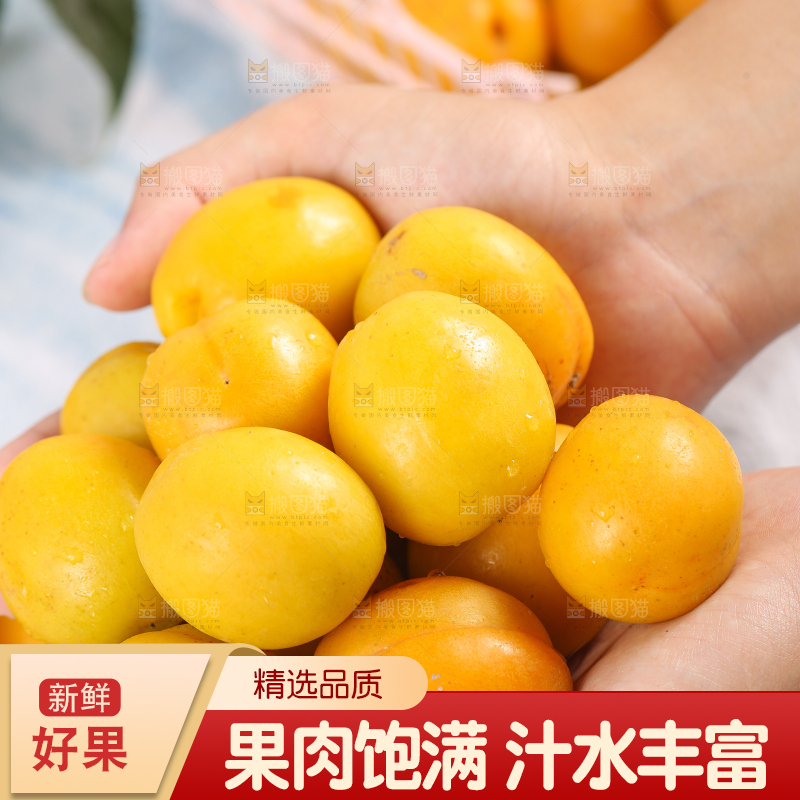 手里捧着山东小白杏