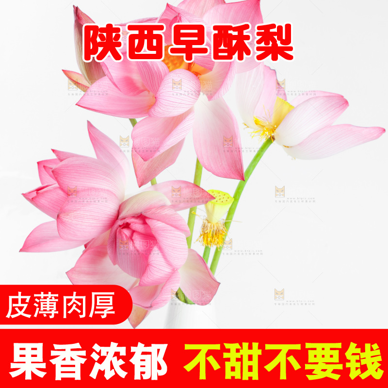 白底上摆放着莲花