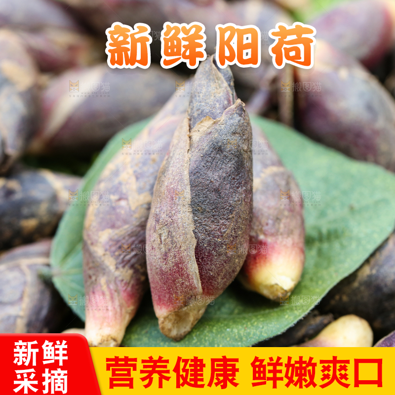 绿草地上摆放着阳荷