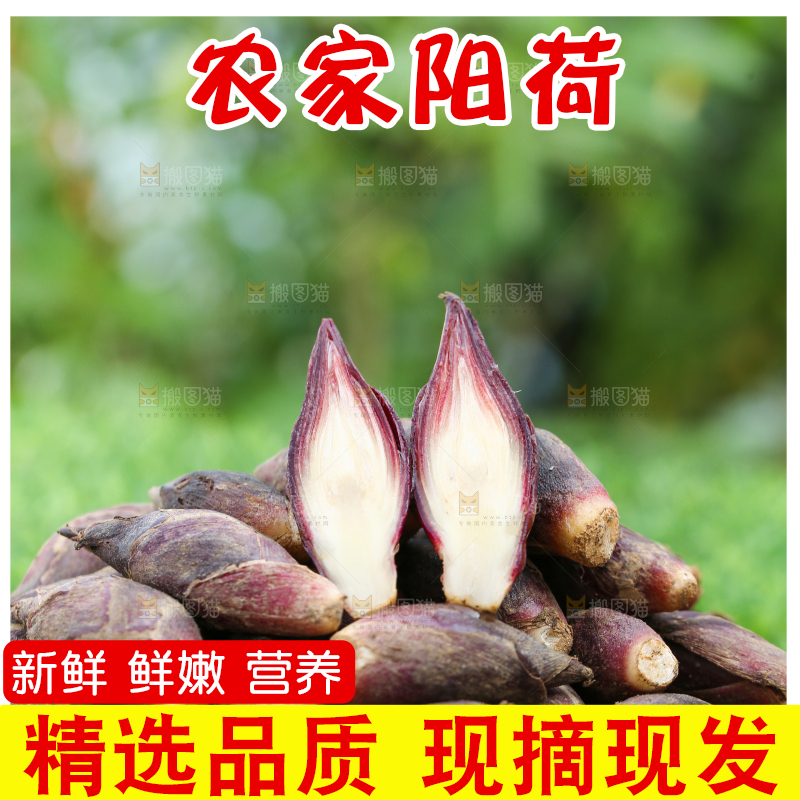 篮子里装着阳荷