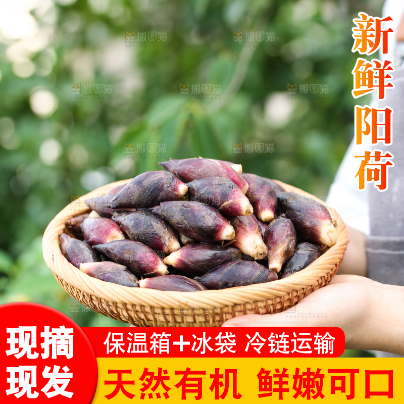 手里端着一篮阳荷