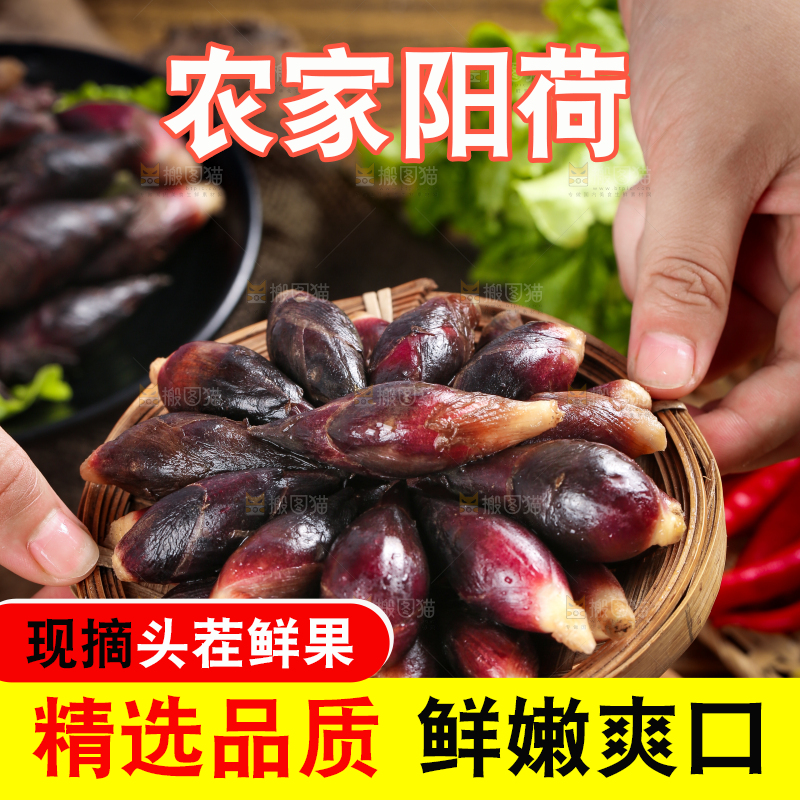 手里拿着一篮野生阳荷姜