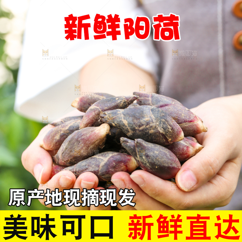 手里捧着阳荷姜