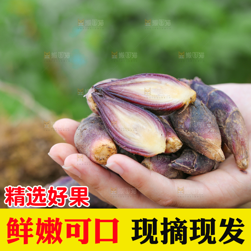 手心里放着阳荷