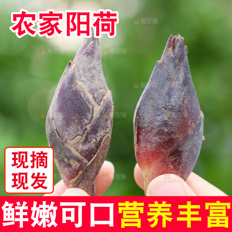 手里拿着阳荷姜