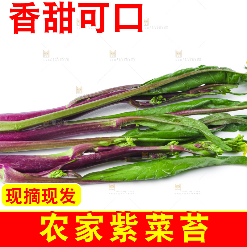 白底上的紫菜苔