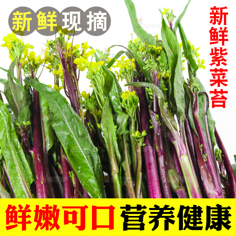白底上的紫菜苔