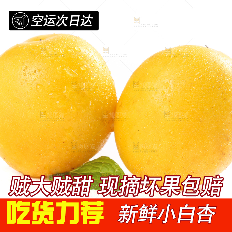 白底上摆放着小白杏