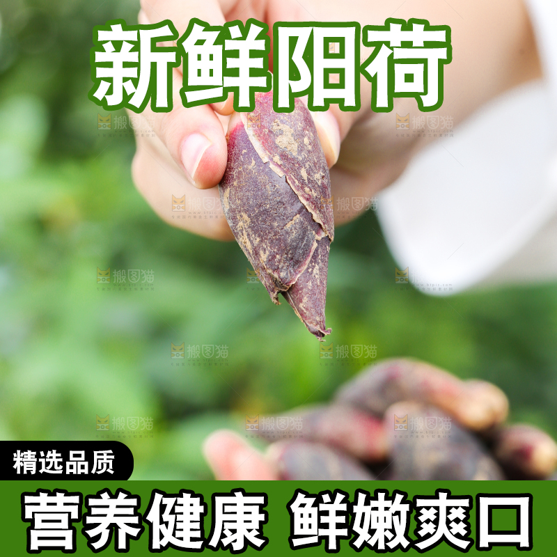 手里捧着阳荷姜