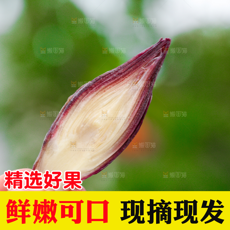 手里拿着新鲜阳荷姜