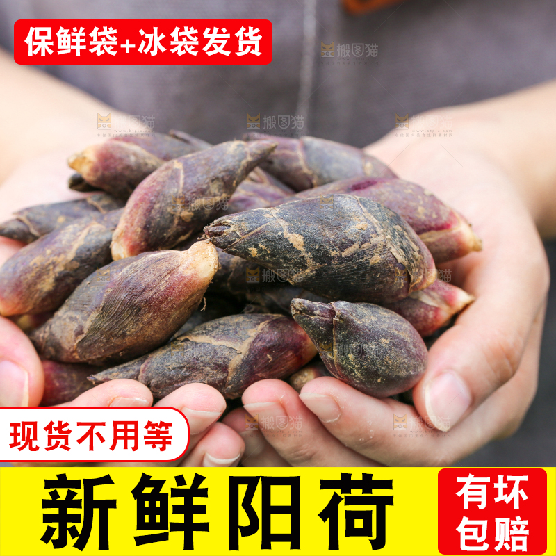 手里捧着阳荷姜
