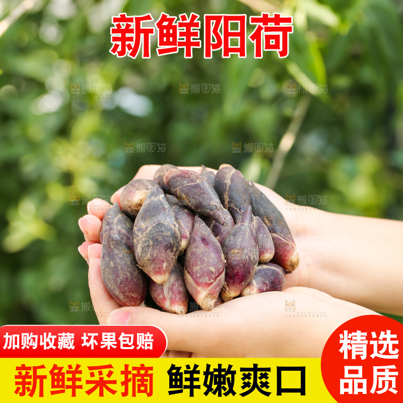 手里捧着阳荷姜