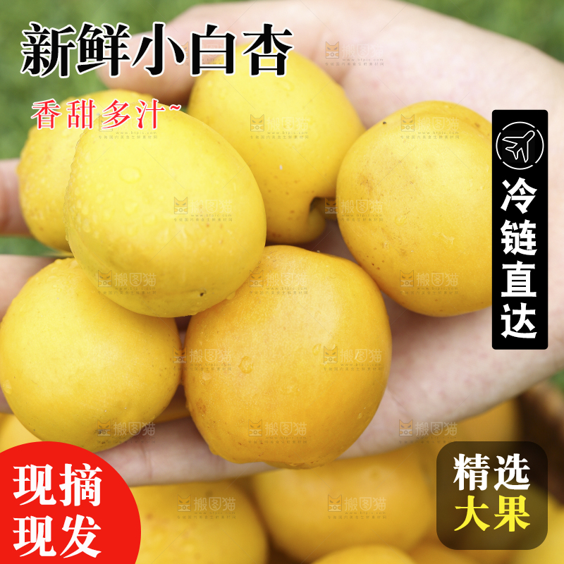 手里捧着山东小白杏