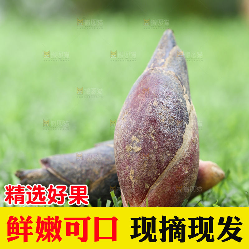 绿草地上摆放着阳荷