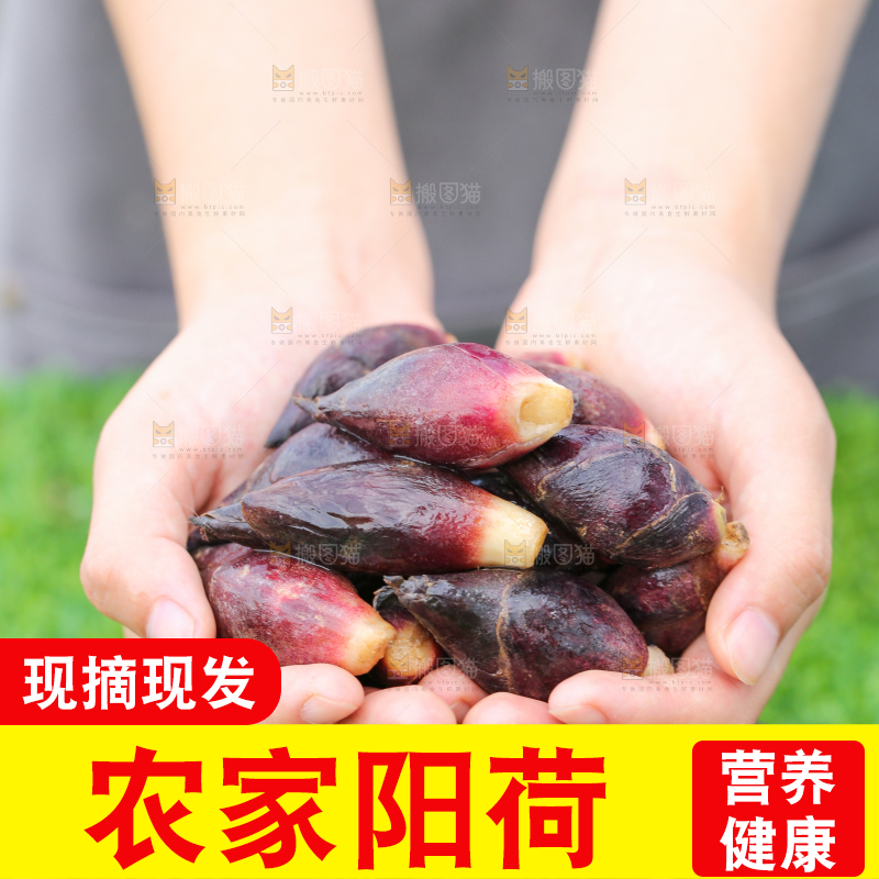 手里捧着阳荷姜