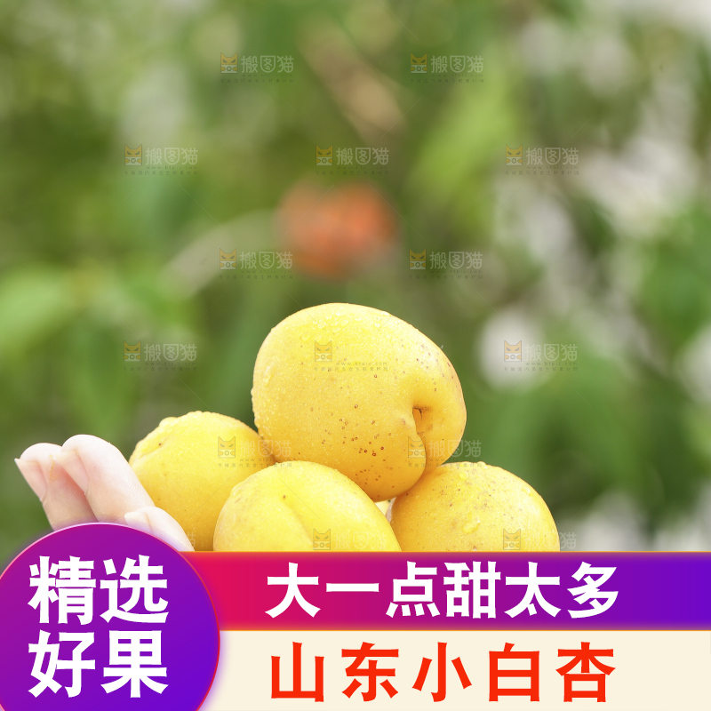 手里捧着山东小白杏