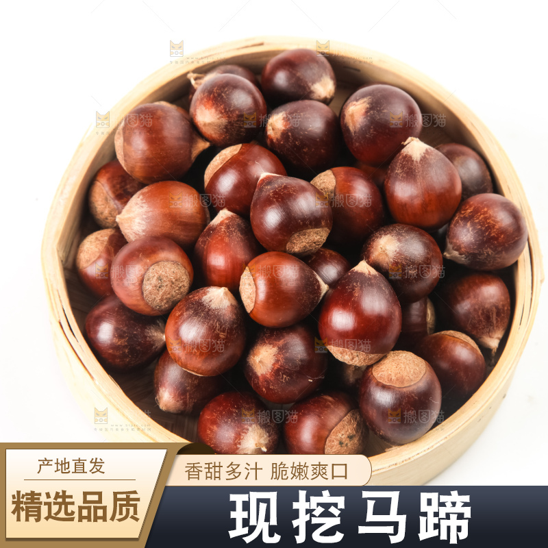 浅底上的马蹄果