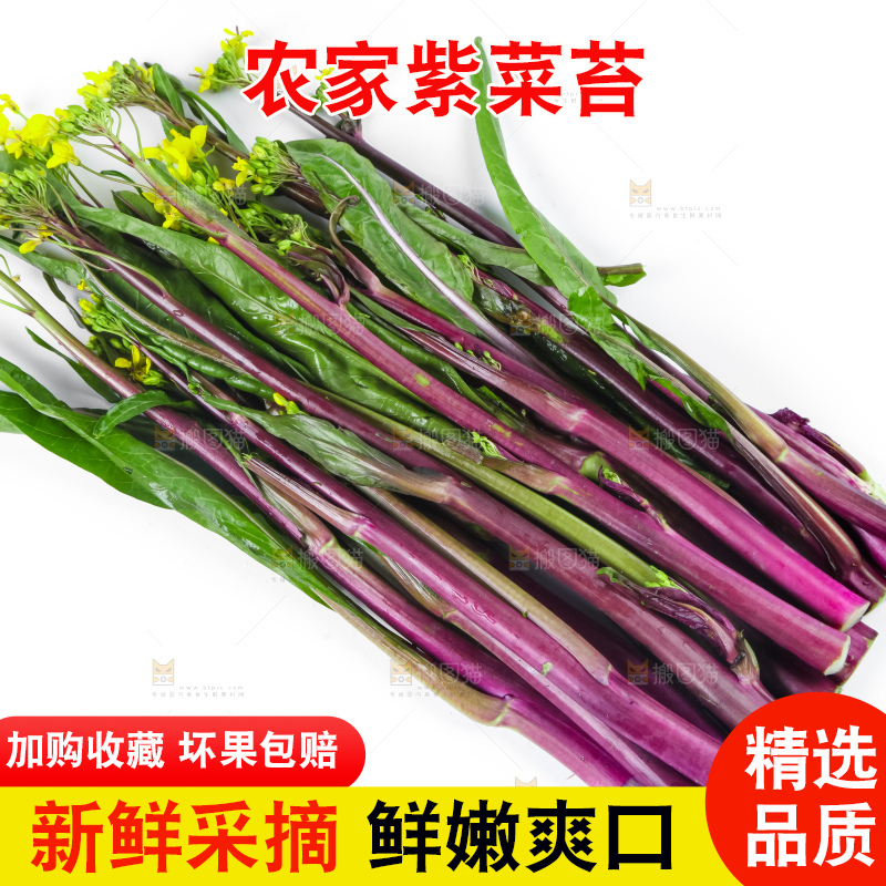 白底上的紫菜苔