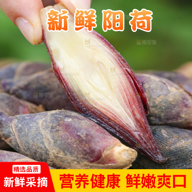 手里拿着阳荷姜