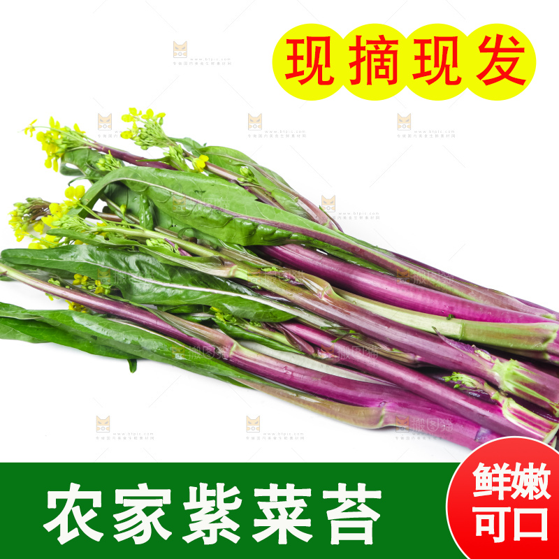 白底上的紫菜苔