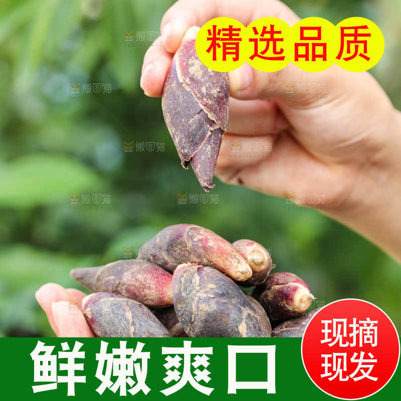 手里捧着阳荷姜