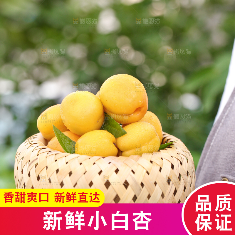 手里拿着一篮新鲜小白杏