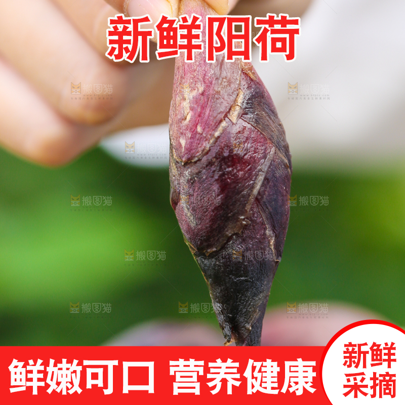 手里拿着阳荷姜